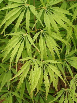 Acer 'Waterfall' Japanese Maple