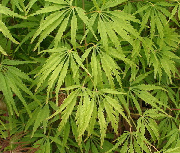 Acer 'Waterfall' Japanese Maple 24" Pot