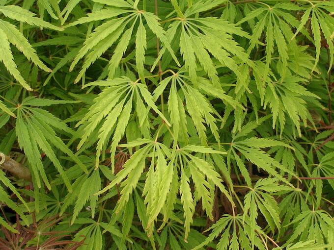 Acer 'Waterfall' Japanese Maple 24" Pot