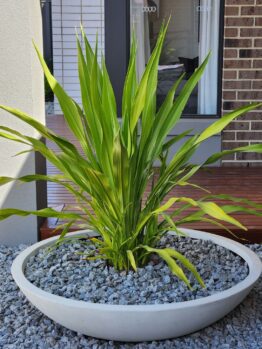Doryanthes excelsa Gymea Lily planted in ceramic pot with grey stones in modern style garden