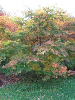 A Acer 'Kihachijo' Japanese Maple 13" Pot with colorful leaves in a garden.