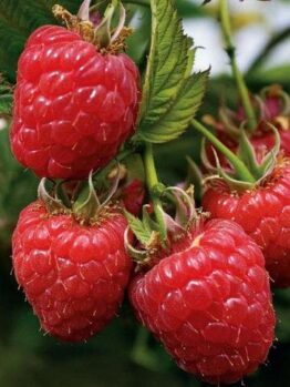 Close-up of a cluster of bright red raspberries from Rubus 'Heritage' Raspberry 6" Pot hanging in a 6" pot with lush green leaves.