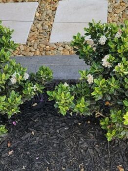 Rhaphiolepis indica Indian Hawthorn hedge with black bark in garden hedging modern garden green foliage white flowers small