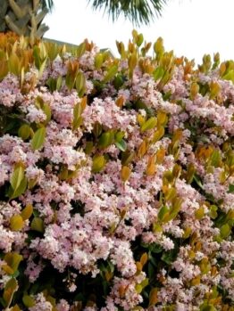 Rhaphiolepis indica Indian Hawthorn hedge pink flowering Springtime hedge screening plant with green foliage and masses of small pink flowers