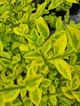 Close-up of Ligustrum 'Golden Privet' Variegated leaves, showcasing vibrant green and yellow foliage with dense growth and a small flower bud in the upper right.