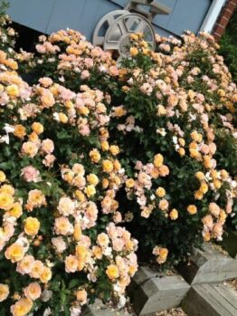 Carpet Roses