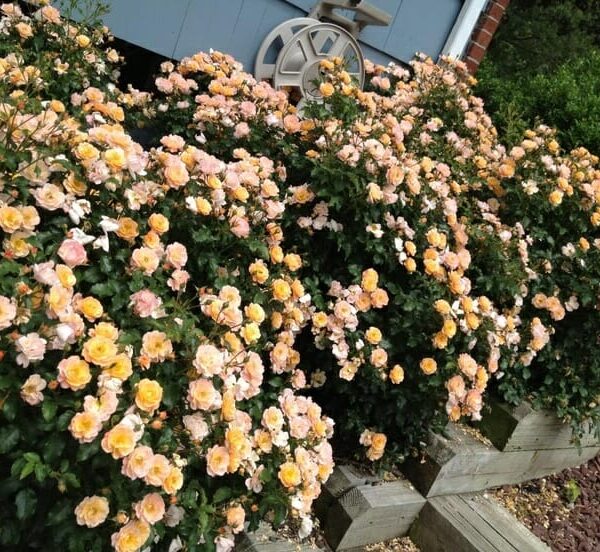 Carpet Roses