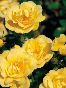 A close-up of vibrant Rose 'Gold' PBR Carpet roses in full bloom, surrounded by green leaves.