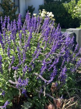 The vibrant purple flowering bush flourishes next to a Cotyledon 'Silver Waves' Succulent in an 8" pot, basking in the sunlight of a garden.