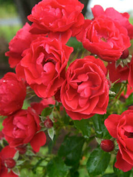 Cluster of vibrant Rose 'Scarlet' PBR Carpet Rose 6" Pot blooms with green leaves, some flowers fully open and others still in buds, against a blurred garden background.