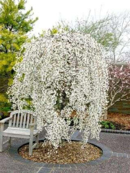 A white tree in a garden adorned with Christmas decorations and a bench.