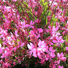 3” Pink Gaura