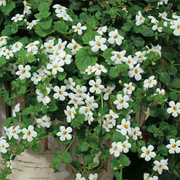 A pot plant with white flowers at an affordable price.