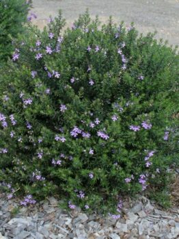 A Westringia 'Jervis Gem' shrub with purple flowers in a 6" Pot.