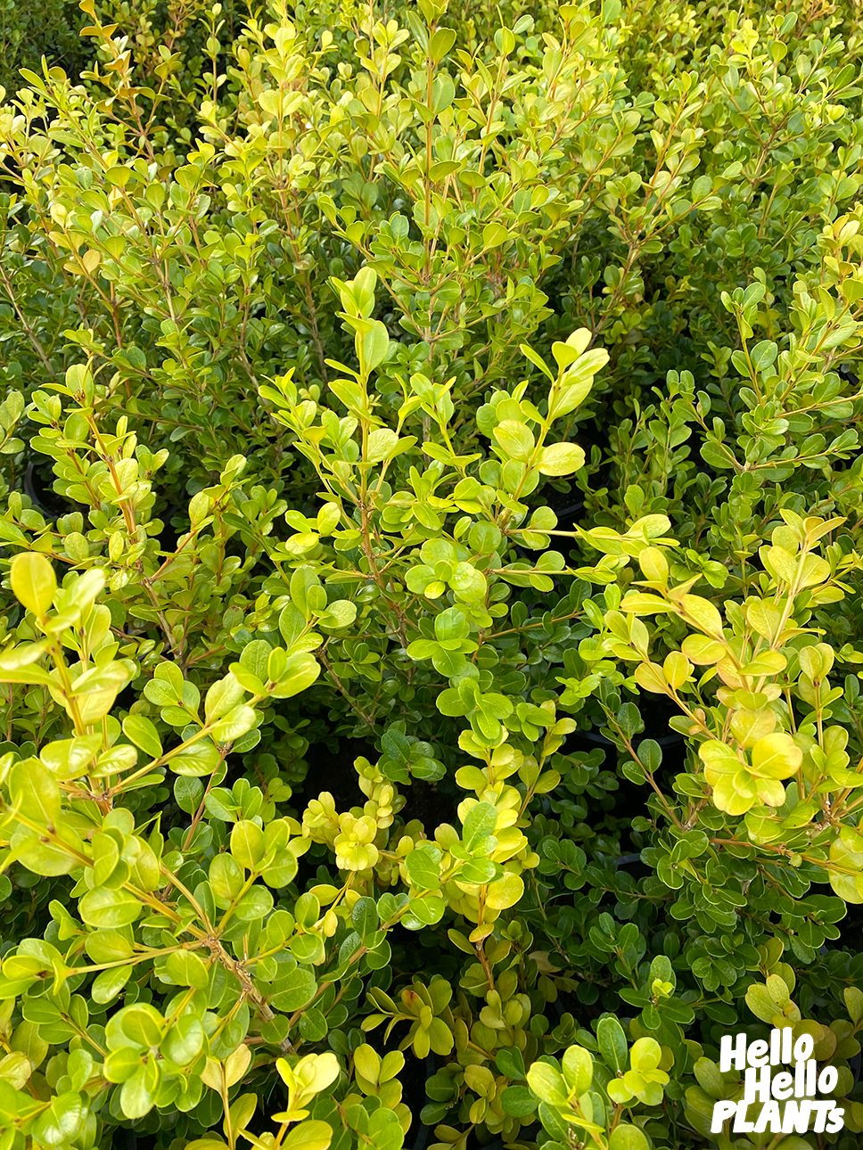 Buxus 'Japanese Box' Topiary Ball 16" Pot - Image 3
