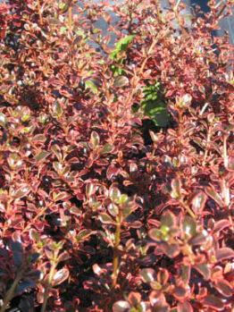 A Coprosma 'Fireburst' 6" Pot with red leaves.