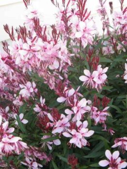 Pink Gaura Butterfly Bush