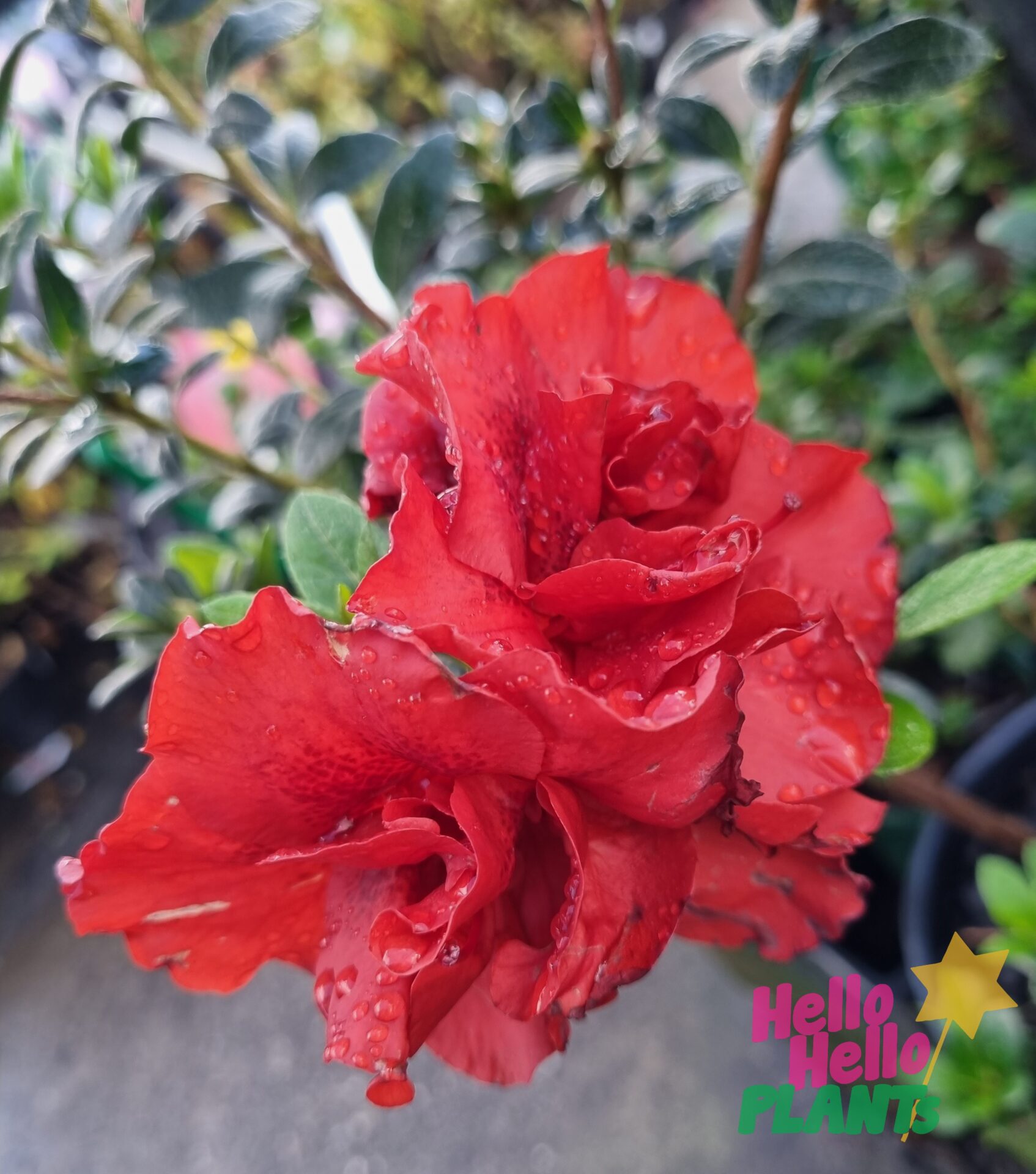Azalea 'Dr. Koester' 6" Pot - Image 2