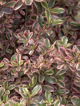 Coprosma 'Rainbow Surprise'