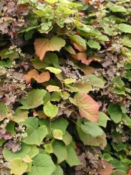 An 8" pot of Vitis coignetiae 'Crimson Glory Vine' features dense, leafy layers with a mix of green and reddish-brown leaves, showcasing a symphony of colors and textures.