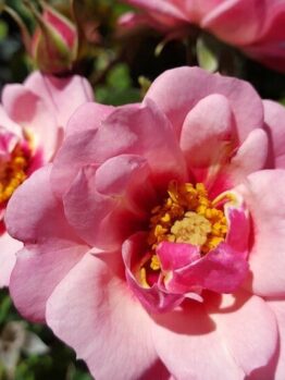 In a Rose 'Berry Delightful' Bush Form garden, two pink roses in bush form are blooming.