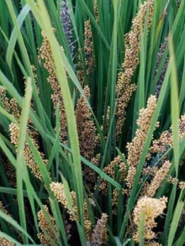 Close-up of Lomandra 'Little Pal,' showcasing grass-like green plants with clusters of small yellowish-brown seeds on tall stalks.