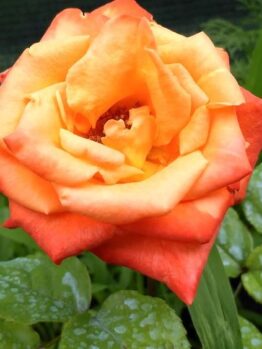 Rosa hybrid tea Circus Rose flower. Green glossy leaves orange red and burn orange petals
