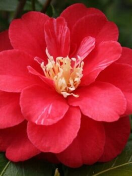 A red Camellia japonica 'Little Red Riding Hood' flower with green leaves in a 6" pot.
