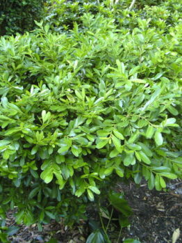 Buxus 'Shaggy Box' 8" Pot