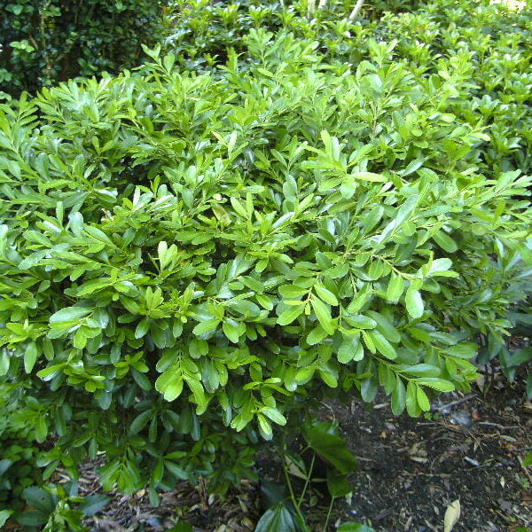 Buxus 'Shaggy Box' 8" Pot