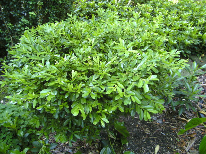 Buxus 'Shaggy Box'