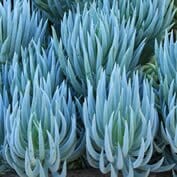 A group of blue succulents in a pot.