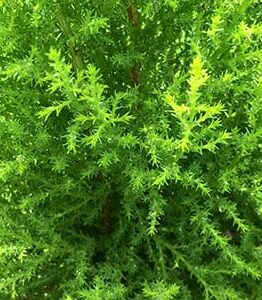Close-up of dense, feathery leaves in a 6" pot from the Cupressus 'Wilma' Lemon Scented Conifer, showcasing lush, green foliage.