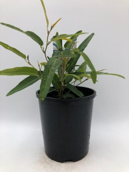 A Hardenbergia 'Meema™' with elongated leaves growing in a 6" black plastic pot, set against a white background.