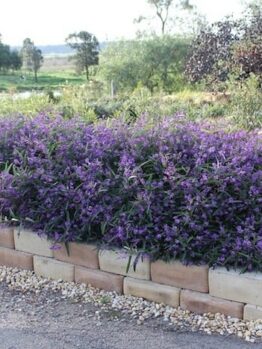 A garden bed with Hardenbergia 'Meema™' 6" Pot, purple flowers in it.