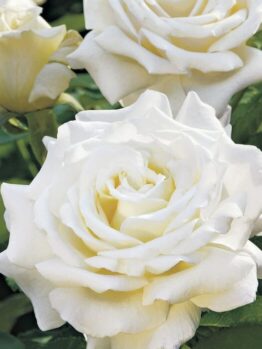 White Rose 'Pope John Paul' 3ft Standard (Bare Rooted) with green leaves in a garden.