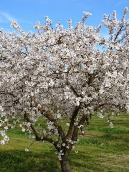 A Prunus 'Self Pollinating' Almond 2ft (Bare Rooted) orchard with a white blossoming tree.