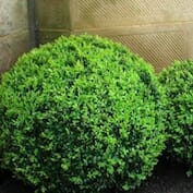 Two topiary balls in front of a stone wall.