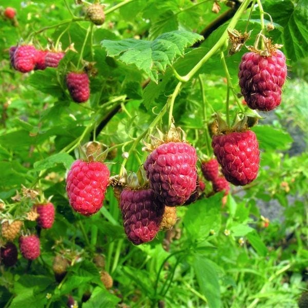 Several ripe red Rubus 'Willamette' Raspberry 6" Pot are hanging from a green Rubus plant with broad leaves, ready for harvest.