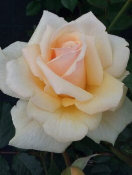 A white and yellow Rose 'Rustica' 2ft Standard (Bare Rooted) rose is growing in a garden.