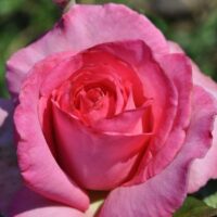 Rose 'Esmeralda'