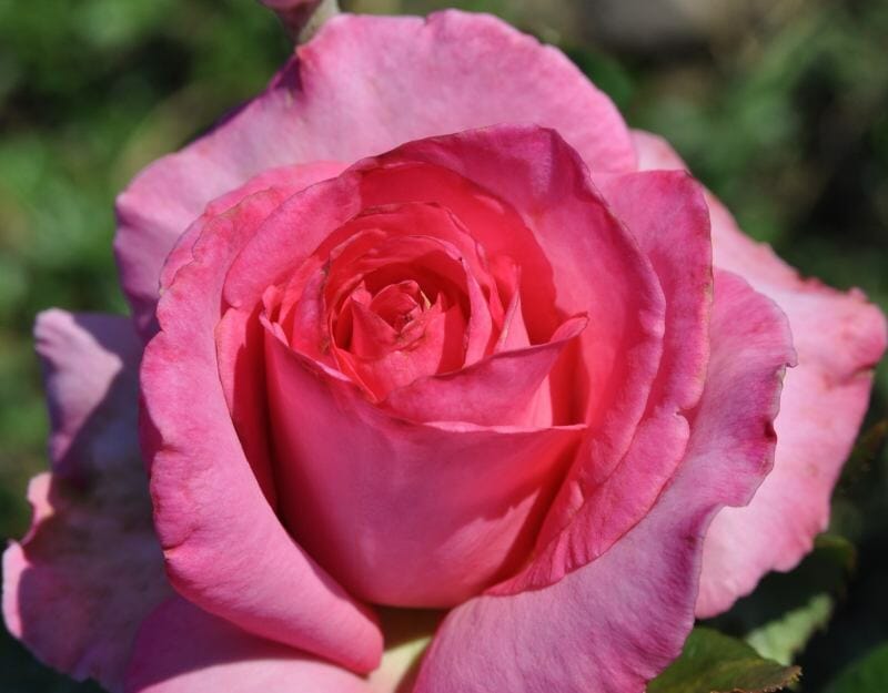 Rose 'Esmeralda'