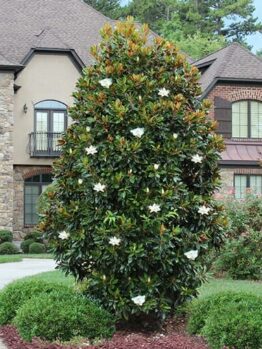 A large tree with white flowers in front of a house.