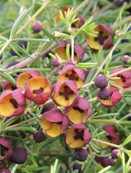 Close-up of small brown and dark red Boronia megastigma 'Brown' flowers with needle-like green leaves in a 6" pot.