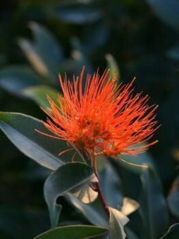 A close-up of a bright orange Metrosideros 'Fiji Fire™' flower, its feathery petals contrasting against lush green leaves in the background, softly illuminated by sunlight.