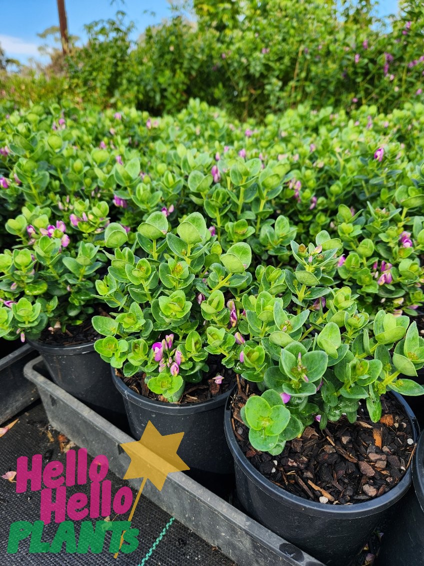 Polygala 'Little Bibi®' plants, featuring small green leaves and purple buds, are neatly arranged in rows on a black tray. A logo with the words "Hello Hello Plants" can be seen in the corner, highlighting the delightful 6" pots of Polygala 'Little Bibi®'.