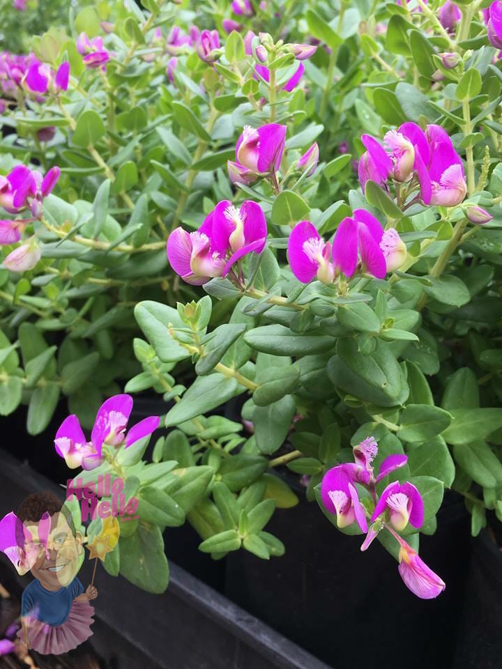 Polygala Little Bibi