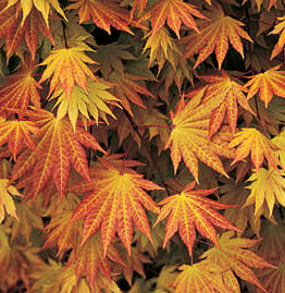 Autumn leaves of the Acer 'Autumn Moon' Japanese Maple displaying a gradient of colors from green to red in a 10" pot.