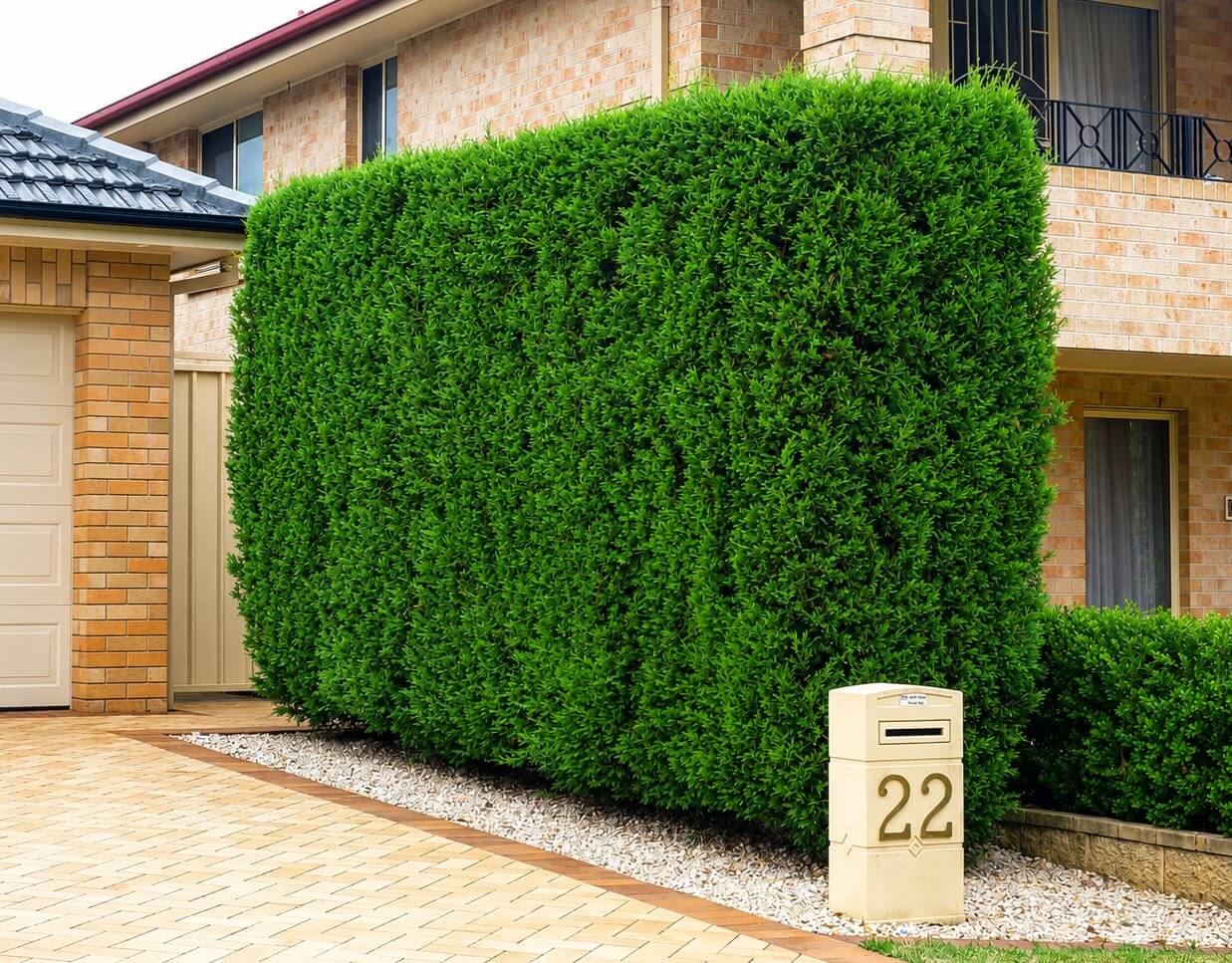 A large, neatly trimmed rectangular green hedge stands beside a postbox labelled "22" in front of a brick house with a tiled roof, bordered by Pratia 'White Star Creeper' from a 15cm pot.