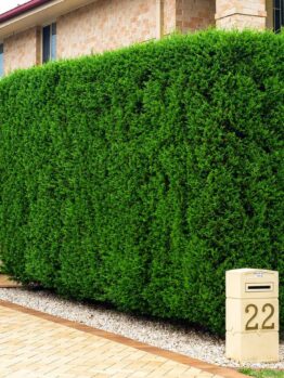 A large, neatly trimmed rectangular green hedge stands beside a postbox labelled "22" in front of a brick house with a tiled roof, bordered by Pratia 'White Star Creeper' from a 15cm pot.